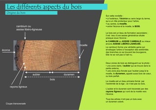 Les différents aspects du bois
   Origine du bois
                                                              Sur cette rondelle :
                                                               à l’extérieur, l’écorce au sens large du terme,
                                                              qui a un rôle protecteur pour l’arbre,
                                                               au centre, la moelle,
           cambium ou                                          entre l’écorce et la moelle, le BOIS.
           assise libéro-ligneuse
                                                              Le bois est un tissu de formation secondaire ;
                                                              il est issu d’une assise génératrice située
                                                              presque sous l’écorce :
                                                              le CAMBIUM ou ASSISE CAMBIALE ou mieux
                                                              encore ASSISE LIBÉRO-LIGNEUSE.
                                                     moelle
                                                              Le cambium forme une véritable gaine qui
écorce                                                        enveloppe l’arbre à l’exception des extrémités
                                                              des branches où se trouvent les bourgeons.
                                                              Elle ne se voit pas à l’œil nu.


                                                              Deux zones de bois se distinguent sur la photo :
                                                              • une zone claire, l’aubier qui se trouve dans la
                                                              partie externe,
                                                                une zone plus foncée que l’aubier jusqu’à la
                                                              moelle, le duramen, appelé aussi bois de cœur,
                        aubier             duramen
                                                              ou bois parfait.
                                    bois
                                                              La moelle est un tissu primaire formé par
                                                              l’extrémité de la tige ; ce n’est pas du bois.
     rayons ligneux
                                                              L’aubier et le duramen sont traversés par des
                                                              rayons ligneux qui vont de la moelle vers
                                                              l’écorce.

                                                              Tous les arbres n’ont pas un bois avec
                                                              un duramen coloré.
  Coupe transversale
 