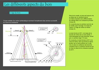 Les différents aspects du bois
           L’âge du bois
                                                                                                                                      Près de la moelle, le bois est toujours mis
                                                                                                                                      en place par un cambium jeune,
                                                                                                                                      lui-même résultant de la différenciation
Coupe radiale d’un arbre schématique montrant l’empilement des cernes successifs                                                      de cellules liées à la croissance primaire
au cours sa croissance.                                                                                                               (niveau B).
                                                                                                                                      En revanche plus le cambium est loin de
                                                                                                                                      la moelle, plus il est âgé. A la base de
                                                                                                                                      l’arbre, il a l’âge de l’arbre lui-même
                                                                               Vue de la coupe
                                                                               au niveau B                                            (niveau A).
                       Niveau B                    Niveau B
   Branches
                                                                                                 2 ans     1 an      Bois juvénile    Le bois formé en 2011, à la base de la
                                                                                                                                      souche de l’arbre est un bois adulte, il
                                                                                                                                      s’est développé loin des branches, formé
                                                                                                                                      par un cambium âgé (112 ans).
                                                                           Vue de la coupe
                                                                           au niveau A
                                                                                                                                      En revanche, le bois formé en 2011 à la
                                                                                                                  3 ans 2 ans 1 an
                                                                                                 111 ans                              cime de l’arbre, bien que formé la même
                                                                                                                   3 ans 2 ans 1 an   année, est un bois juvénile car il a été
                                                                                      112 ans                                         mis en place en présence de branches
                                                                                                                                      vivantes et par un cambium formé lors de
                                                                                                                                      la mise en place de la croissance apicale
                                                                                                                                      de 2011.

    Niveau A                                                              Niveau A




         2011 2010……… 1902 1901 1900     1 an 2 ans ………………..…112 ans
           Années de formation du bois   Age de l’arbre correspondant à
                                          l’année de formation du bois     2011   2010….…1902 1901 1900
 