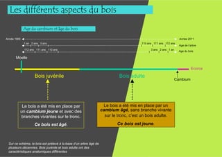 Les différents aspects du bois
             Age du cambium et âge du bois

Année 1900                                                                                                           Année 2011
             1 an 2 ans 3 ans                                                              110 ans 111 ans 112 ans
                 I     I       I                                                       I           I        I        Age de l’arbre
             112 ans 111 ans 110 ans                                                              3 ans 2 ans 1 an
                     I       I       I                                                          I      I      I      Age du bois

      Moelle

                                                                                                                              Ecorce

                    Bois juvénile                                          Bois adulte
                                                                                                                 Cambium




          Le bois a été mis en place par                           Le bois a été mis en place par un
         un cambium jeune et avec des                             cambium âgé, sans branche vivante
         branches vivantes sur le tronc.                            sur le tronc, c’est un bois adulte.

                    Ce bois est âgé.                                      Ce bois est jeune.



 Sur ce schéma, le bois est prélevé à la base d’un arbre âgé de
 plusieurs décennies. Bois juvénile et bois adulte ont des
 caractéristiques anatomiques différentes
 
