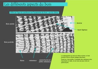 Les différents aspects du bois
        Effet de l’âge du cambium sur l’anatomie du bois : cas du chêne




  Bois adulte                                                                                       écorce



                                                                                                    rayon ligneux




Bois juvénile




                                                                          La radiographie du bois de chêne montre un bois
                                                                          juvénile riche en fibres (plages blanches).
                                                                          Quant au bois adulte, il possède des vaisseaux plus
                    fibres      vaisseaux    parenchyme et
                                                                          importants en taille, et son bois est plus riche en
                                             petits vaisseaux             parenchyme.
 