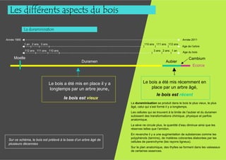 Les différents aspects du bois
             La duraminisaton

Année 1900                                                                                               Année 2011
             1 an 2 ans 3 ans                                                  110 ans 111 ans 112 ans
                 I     I       I                                           I           I        I        Age de l’arbre
             112 ans 111 ans 110 ans                                                  3 ans 2 ans 1 an
                     I       I       I                                              I      I      I      Age du bois

     Moelle                                                                                                   Cambium
                                                  Duramen                                    Aubier
                                                                                                                 Ecorce



                              Le bois a été mis en place il y a            Le bois a été mis récemment en
                              longtemps par un arbre jeune,                    place par un arbre âgé,
                                                                                       le bois est récent
                                         le bois est vieux
                                                                  La duraminisation se produit dans le bois le plus vieux, le plus
                                                                  âgé, celui qui s’est formé il y a longtemps.
                                                                  Les cellules qui se trouvent à la limite de l’aubier et du duramen
                                                                  subissent des transformations chimique, physique et parfois
                                                                  anatomique.
                                                                  La sève ne circule plus, la quantité d’eau diminue ainsi que les
                                                                  réserves telles que l’amidon.
                                                                  En revanche il y a une augmentation de substances comme les
                                                                  polyphénols (tannins), de matières colorantes élaborées par les
 Sur ce schéma, le bois est prélevé à la base d’un arbre âgé de
                                                                  cellules de parenchyme (les rayons ligneux).
 plusieurs décennies
                                                                  Sur le plan anatomique, des thylles se forment dans les vaisseaux
                                                                  de certaines essences.
 