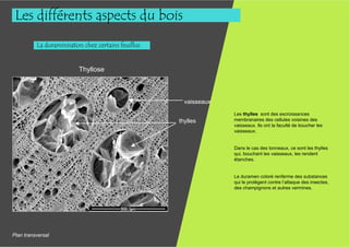 Les différents aspects du bois
          La duraminisaton chez certains feuillus


                         Thyllose



                                                      vaisseaux
                                                                  Les thylles sont des excroissances
                                                    thylles       membranaires des cellules voisines des
                                                                  vaisseaux. Ils ont la faculté de boucher les
                                                                  vaisseaux.


                                                                  Dans le cas des tonneaux, ce sont les thylles
                                                                  qui, bouchant les vaisseaux, les rendent
                                                                  étanches.


                                                                  Le duramen coloré renferme des substances
                                                                  qui le protègent contre l’attaque des insectes,
                                                                  des champignons et autres vermines.




Plan transversal
 