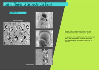Les différents aspects du bois
   Les thylles



     Vue tranversale




                                       Chez le chêne indigène, les thylles sont des
                                       membranes issues des petits rayons ligneux.


                                       Au départ ce sont des ballonnets. Puis leur nombre
                                       et leur taille augmentent, par manque de place
                                       dans les vaisseaux, ils vont être comprimés et
                                       déformés.




                       Vues radiales
 