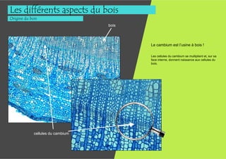 Les différents aspects du bois
Origine du bois
                                   bois




                                          Le cambium est l’usine à bois !

                                          Les cellules du cambium se multiplient et, sur sa
                                          face interne, donnent naissance aux cellules du
                                          bois.




             cellules du cambium
 