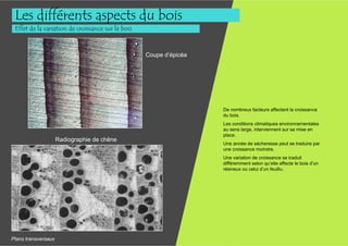 Les différents aspects du bois
 Effet de la variation de croissance sur le bois



                                                   Coupe d’épicéa




                                                                    De nombreux facteurs affectent la croissance
                                                                    du bois.
                                                                    Les conditions climatiques environnementales
                                                                    au sens large, interviennent sur sa mise en
                                                                    place.
                     Radiographie de chêne
                                                                    Une année de sécheresse peut se traduire par
                                                                    une croissance moindre.
                                                                    Une variation de croissance se traduit
                                                                    différemment selon qu’elle affecte le bois d’un
                                                                    résineux ou celui d’un feuillu.




Plans transversaux
 