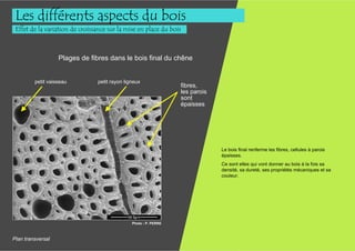 Les différents aspects du bois
 Effet de la variation de croissance sur la mise en place du bois



                   Plages de fibres dans le bois final du chêne


         petit vaisseau         petit rayon ligneux
                                                                  fibres,
                                                                  les parois
                                                                  sont
                                                                  épaisses




                                                                               Le bois final renferme les fibres, cellules à parois
                                                                               épaisses.
                                                                               Ce sont elles qui vont donner au bois à la fois sa
                                                                               densité, sa dureté, ses propriétés mécaniques et sa
                                                                               couleur.




                                               Photo : P. PERRE



Plan transversal
 