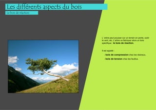 Les différents aspects du bois
Le bois de réaction




                                 L ’arbre peut pousser sur un terrain en pente, subir
                                 le vent, etc. L’arbre va fabriquer alors un bois
                                 spécifique : le bois de réaction.


                                 Il est appelé :
                                   - bois de compression chez les résineux,
                                   - bois de tension chez les feuillus.
 