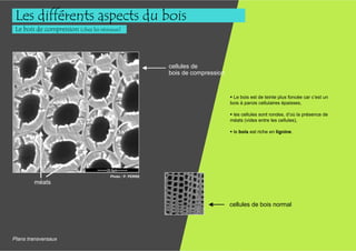 Les différents aspects du bois
 Le bois de compression (chez les résineux)




                                                         cellules de
                                                         bois de compression


                                                                                Le bois est de teinte plus foncée car c’est un
                                                                               bois à parois cellulaires épaisses,

                                                                                les cellules sont rondes, d’où la présence de
                                                                               méats (vides entre les cellules),

                                                                                le bois est riche en lignine.




                                      Photo : P. PERRE
        méats


                                                                               cellules de bois normal




Plans transversaux
 