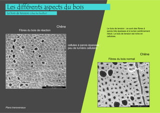Les différents aspects du bois
 Le bois de tension (chez les feuillus)



                                          Chêne                                  Le bois de tension : ce sont des fibres à
            Fibres du bois de réaction                                           parois très épaisses et à lumen extrêmement
                                                                                 réduit. Le bois de tension est riche en
                                                                                 cellulose.



                                                  cellules à parois épaisses :
                                                  peu de lumière cellulaire

                                                                                                                  Chêne
                                                                                  Fibres du bois normal




Plans transversaux
 