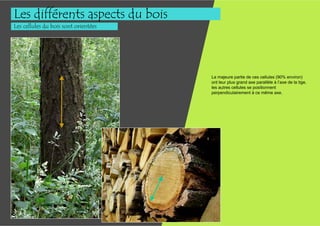 Les différents aspects du bois
Les cellules du bois sont orientées




                                      La majeure partie de ces cellules (90% environ)
                                      ont leur plus grand axe parallèle à l’axe de la tige,
                                      les autres cellules se positionnent
                                      perpendiculairement à ce même axe.
 