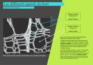 Les différents aspects du bois
 Aspect microscopique


                                                                                             Cellules orientées
                                                                                               moelle-écorce
                                                                                                      =
                                                                  moelle                      cellules radiales




                                                                                             Cellules orientées
                                                                                               racine-cime
                                                                                                     =
                                                                                              cellules axiales



                                                                           Sur une section transversale, apparaissent les
                                                                           différentes orientations des cellules.
                                                                           Le grand axe des cellules des rayons ligneux est
                                                                           orienté de la moelle vers l’écorce. Elles sont dites
                                                                           cellules radiales ou cellules couchées. Sur cette
                                                                           image elles montrent leur paroi. Cette orientation
                                                                           les fait ressortir d’une couleur différente sur les
                                                                           rondelles de bois.
                                                                           Les autre cellules sont des « tuyaux » qui auraient
                                                                           été coupés perpendiculairement à leur axe ne
                                                                           laissant voir que leur cavité et la section de la paroi
                                                                           de ce « tuyau » : ce sont des cellules axiales.
Plan transversal montrant l’orientation des cellules (Peuplier)            Rappel : La plus grande partie des cellules du bois (90% environ) ont
                                                                           leur plus grand axe parallèle à l’axe de la tige, les autres cellules se
                                                                           positionnent perpendiculairement à celui-ci.
 