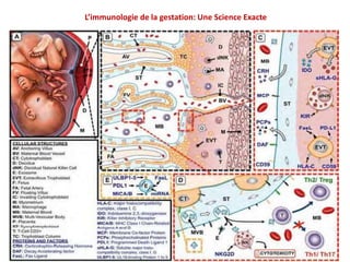 L’immunologie de la gestation: Une Science Exacte
 