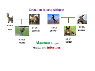 62 Ch
64 Ch
63 Ch
64 Ch 62 Ch
63 Ch
Absence de rejet!
Mais des etres infertiles!
Gestation Interspecifiques
ane
Jument
Mulet
Cheval anesse
bardot
 