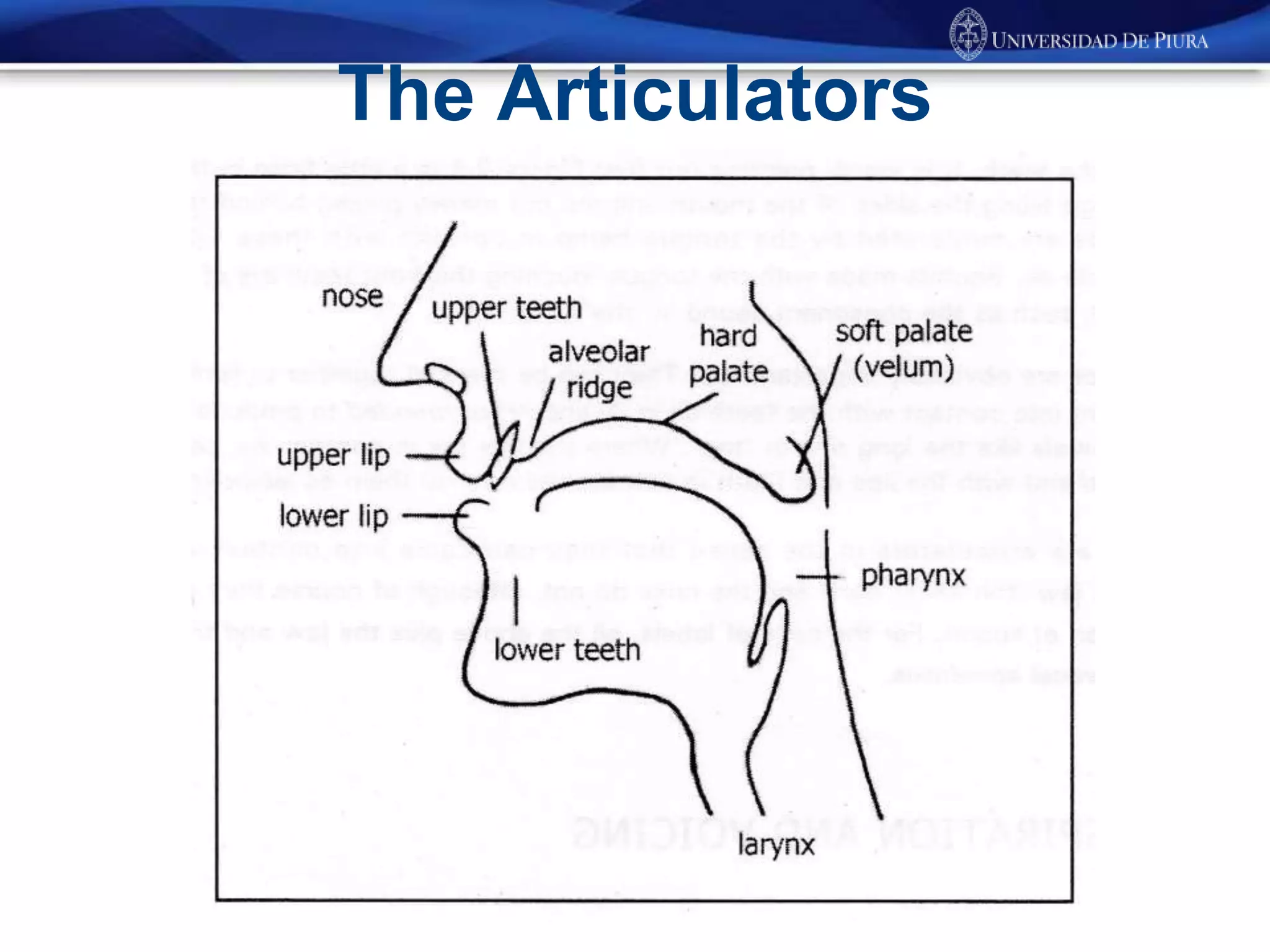 The Articulators
 