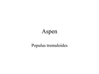 Aspen 
Populus tremuloides 
 