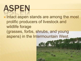 ASPEN
 Intact

aspen stands are among the most
prolific producers of livestock and
wildlife forage
(grasses, forbs, shrubs, and young
aspens) in the Intermountain West.

 