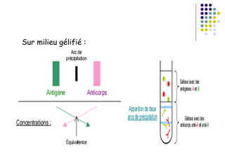 Sur milieu gélifié :
 