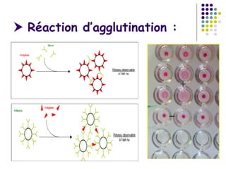  Réaction d’agglutination :
 