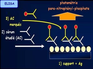 ELISA
 