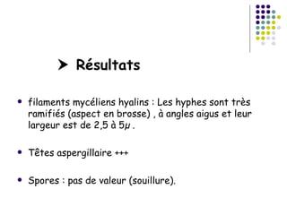  Résultats

   filaments mycéliens hyalins : Les hyphes sont très
    ramifiés (aspect en brosse) , à angles aigus et leur
    largeur est de 2,5 à 5µ .

   Têtes aspergillaire +++

   Spores : pas de valeur (souillure).
 