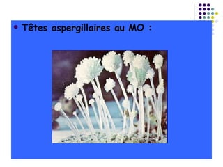    Têtes aspergillaires au MO :
 