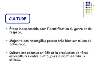 CULTURE

Étape indispensable pour l’identification du genre et de
l’espèce.

Majorité des Aspergillus pousse très bien sur milieu de
Sabouroud.

Culture est obtenue en 48h et la production de têtes
aspergillaires entre 3 et 5 jours suivant les milieux
utilisés.
 