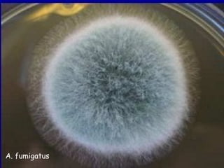 A. fumigatus
 