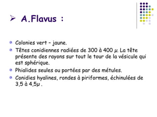  A.Flavus :

 Colonies vert – jaune.
 Têtes conidiennes radiées de 300 à 400 µ. La tête
 présente des rayons sur tout le tour de la vésicule qui
 est sphérique.
 Phialides seules ou portées par des métules.
 Conidies hyalines, rondes à piriformes, échinulées de
 3,5 à 4,5µ .
 