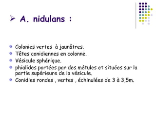  A. nidulans :


 Colonies vertes à jaunâtres.
 Têtes conidiennes en colonne.
 Vésicule sphérique.
 phialides portées par des métules et situées sur la
 partie supérieure de la vésicule.
 Conidies rondes , vertes , échinulées de 3 à 3,5m.
 