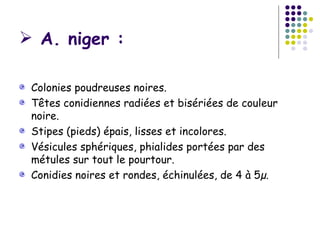  A. niger :

 Colonies poudreuses noires.
 Têtes conidiennes radiées et bisériées de couleur
 noire.
 Stipes (pieds) épais, lisses et incolores.
 Vésicules sphériques, phialides portées par des
 métules sur tout le pourtour.
 Conidies noires et rondes, échinulées, de 4 à 5µ.
 