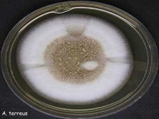 A. terreus
 