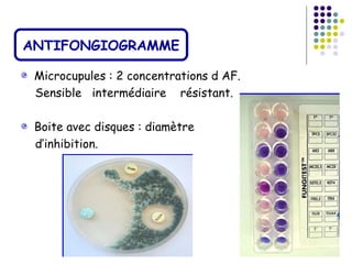 ANTIFONGIOGRAMME

 Microcupules : 2 concentrations d AF.
 Sensible intermédiaire résistant.

 Boite avec disques : diamètre
 d’inhibition.
 