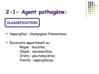 2-1- Agent pathogène:
CLASSIFICATION


 Aspergillus : champignon filamenteux.

 Eucaryote appartenant au :
       Règne : mycètes.
       Classe : ascomycètes.
       Ordre : plectomycètes.
       Famille : aspergillacae.
 