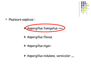 Plusieurs espèces :

           Aspergillus fumigatus +++.

           Aspergillus flavus.

           Aspergillus niger.


           Aspergillus nidulans, versicolor   …
 
