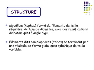 STRUCTURE


Mycélium (hyphes) formé de filaments de taille
régulière, de 4µm de diamètre, avec des ramifications
dichotomiques à angle aigu.

Filaments dits conidiophores (stipes) se terminant par
une vésicule de forme globuleuse sphérique de taille
variable.
 