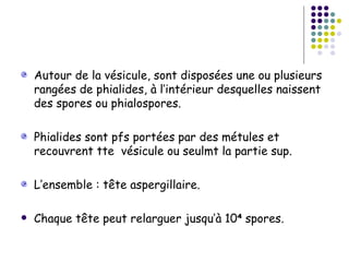 Autour de la vésicule, sont disposées une ou plusieurs
    rangées de phialides, à l’intérieur desquelles naissent
    des spores ou phialospores.

    Phialides sont pfs portées par des métules et
    recouvrent tte vésicule ou seulmt la partie sup.

    L’ensemble : tête aspergillaire.

   Chaque tête peut relarguer jusqu’à 10 spores.
 