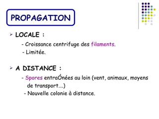 PROPAGATION
   LOCALE :
     - Croissance centrifuge des filaments.
     - Limitée.

   A DISTANCE :
     - Spores entraînées au loin (vent, animaux, moyens
        de transport….)
      - Nouvelle colonie à distance.
 