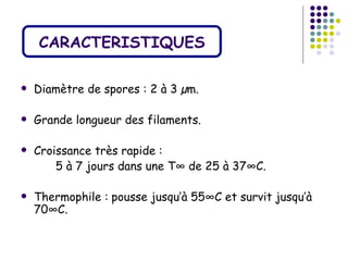 CARACTERISTIQUES

   Diamètre de spores : 2 à 3 µm.

   Grande longueur des filaments.

   Croissance très rapide :
        5 à 7 jours dans une T° de 25 à 37°C.

   Thermophile : pousse jusqu’à 55°C et survit jusqu’à
    70°C.
 