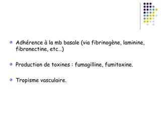 Adhérence à la mb basale (via fibrinogène, laminine,
fibronectine, etc…)

Production de toxines : fumagilline, fumitoxine.

Tropisme vasculaire.
 