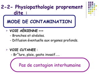 2-2- Physiopathologie proprement
    dite :
  MODE DE CONTAMINATION
    VOIE AÉRIENNE +++
     - Bronches et alvéoles.
     - Diffusion éventuelle aux organes profonds.

    VOIE CUTANEE :
      - Brûlure, plaie, geste invasif……


           Pas de contagion interhumaine
 