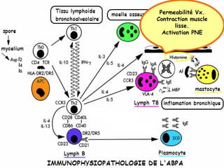 Permeabilité Vx.
Contraction muscle
       lisse.
  Activation PNE
 