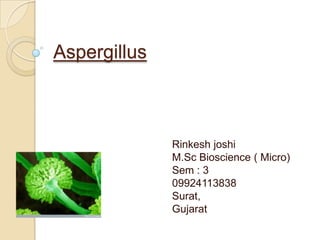 Aspergillus

Rinkesh joshi
M.Sc Bioscience ( Micro)
Sem : 3
09924113838
Surat,
Gujarat

 