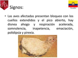 Signos:

Ecuador

• Las aves afectadas presentan bloqueo con los
cuellos extendidos y el pico abierto, hay
disnea ahogo y respiración acelerada,
somnolencia,
inapetencia,
emaciación,
polidipsia y pirexia.

 
