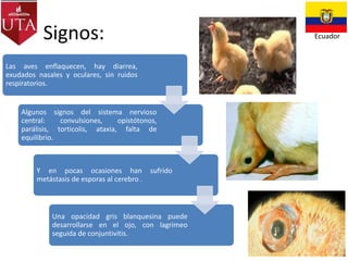 Signos:

Ecuador

Las aves enflaquecen, hay diarrea,
exudados nasales y oculares, sin ruidos
respiratorios.

Algunos signos del sistema nervioso
central:
convulsiones,
opistótonos,
parálisis, torticolis, ataxia, falta de
equilibrio.

Y en pocas ocasiones han
metástasis de esporas al cerebro .

sufrido

Una opacidad gris blanquesina puede
desarrollarse en el ojo, con lagrimeo
seguida de conjuntivitis.

 