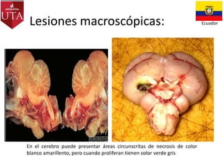Lesiones macroscópicas:

En el cerebro puede presentar áreas circunscritas de necrosis de color
blanco amarillento, pero cuando proliferan tienen color verde gris

Ecuador

 