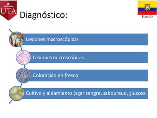 Diagnóstico:

Ecuador

Lesiones macroscópicas
Lesiones microscópicas

Coloración en fresco
Cultivo y aislamiento (agar sangre, sabouraud, glucosa

 
