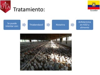 Tratamiento:
Se puede
intentar con:

Thiabendazol

Ecuador

Nistatina

Anfotericina
en H2O y
alimento

 