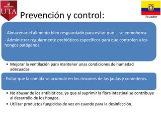 Prevención y control:
- Almacenar el alimento bien resguardado para evitar que

Ecuador

se enmohezca.

- Administrar regularmente prebióticos específicos para que controlen a los
hongos patógenos.

• Mejorar la ventilación para mantener unas condiciones de humedad
adecuadas

- Evitar que la comida se acumule en los rincones de las jaulas y comederos.
• No abusar de los antibióticos, ya que al suprimir la flora intestinal se contribuye
al desarrollo de los hongos.
• Utilizar productos fungicidas de vez en cuando para la desinfección.

 