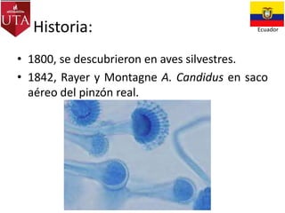 Historia:

Ecuador

• 1800, se descubrieron en aves silvestres.
• 1842, Rayer y Montagne A. Candidus en saco
aéreo del pinzón real.

 