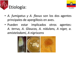 Etiología:

Ecuador

• A. fumigatus y A. flavus son los dos agentes
principales de apergillosis en aves.
• Pueden estar implicados otros agentes:
A. terrus, A. Glaucos, A. nidulans, A níger, a.
amistelodami, A nigriscens

 